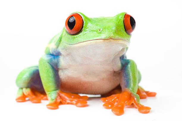 الشرق بيديا